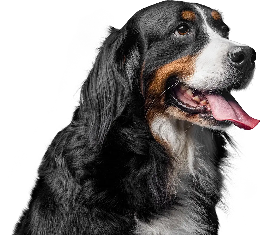 Imagem de um cachorro com a lingua para fora.