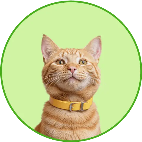 Imagem de um gato marrom sorrindo para câmera