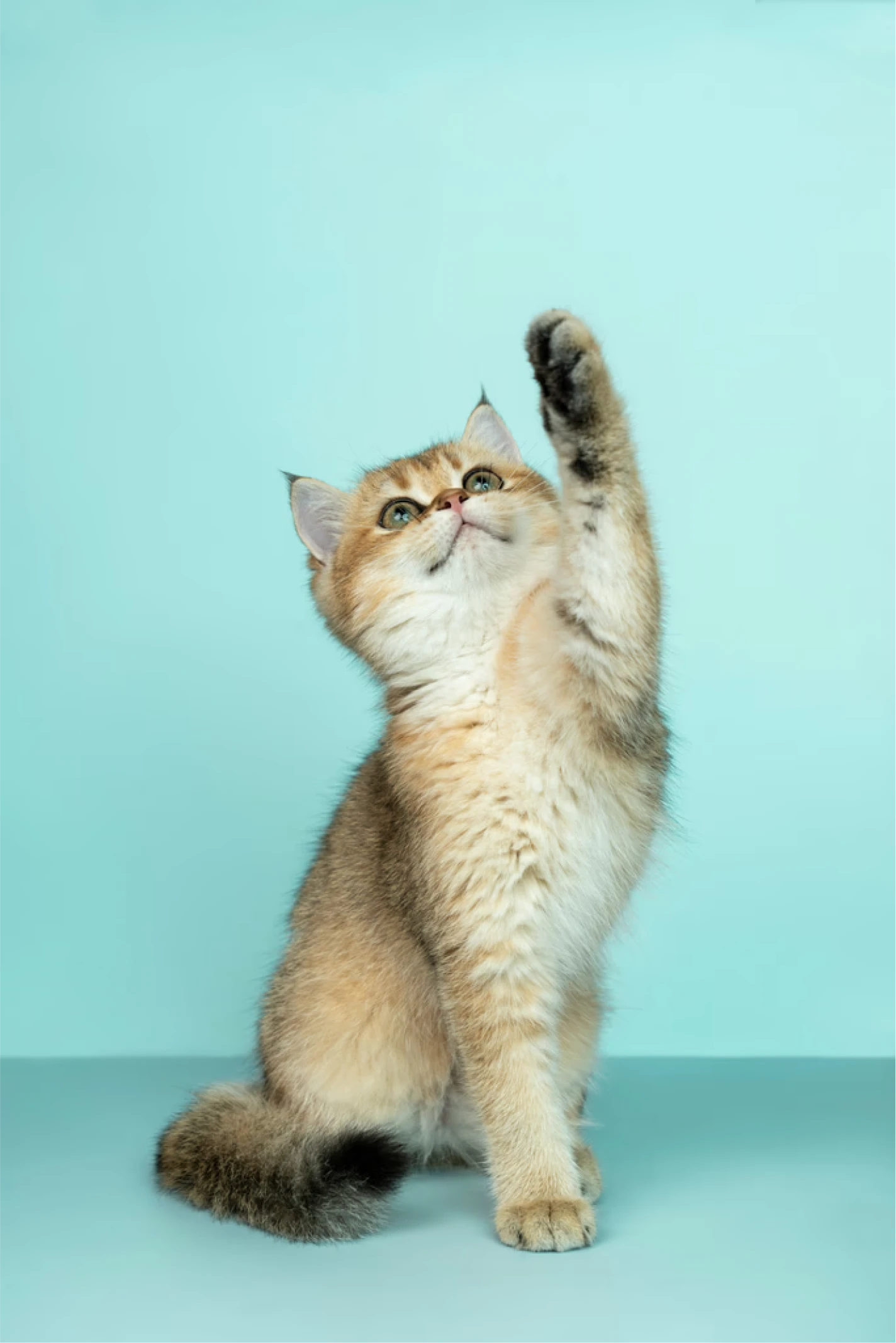 Imagem de um gato com a patinha levantada.