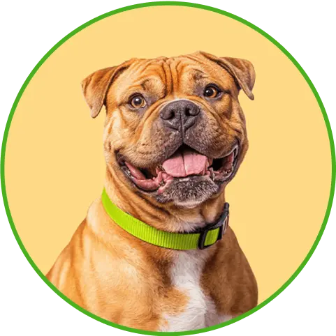Imagem de um cachorro marrom com a língua para fora sorrindo para câmera