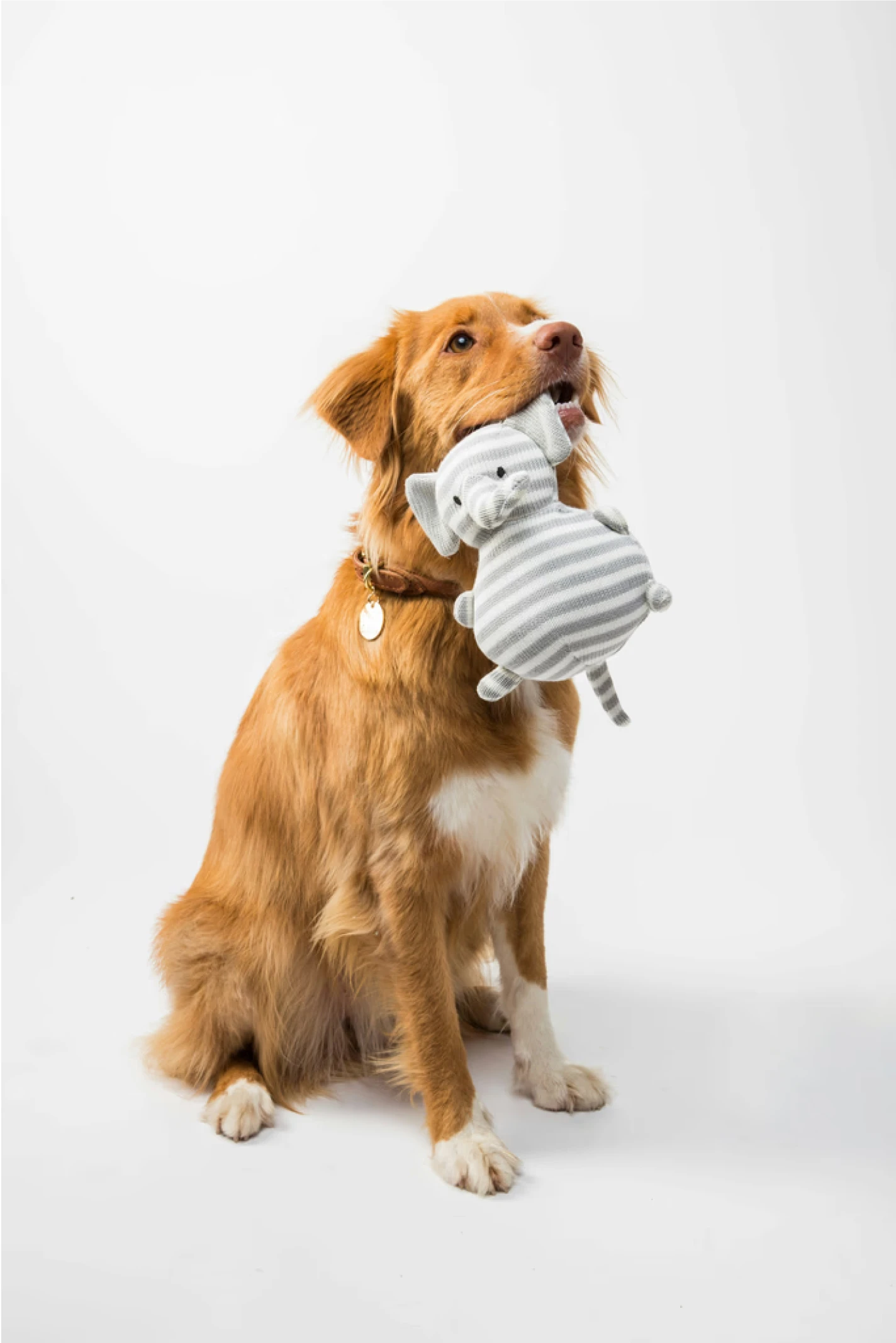 Imagem de um cachorro segurando uma pelúcia na boca.