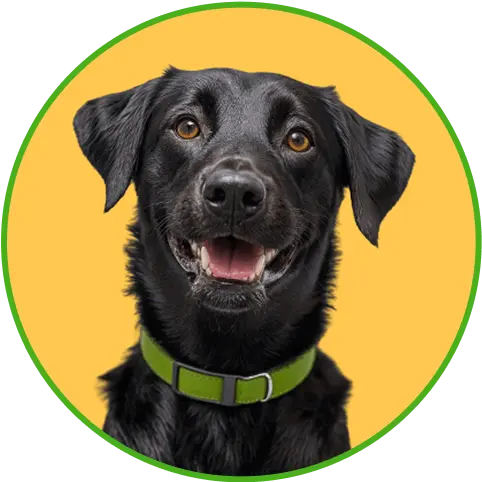 Imagem de um cachorro preto sorrindo para câmera
