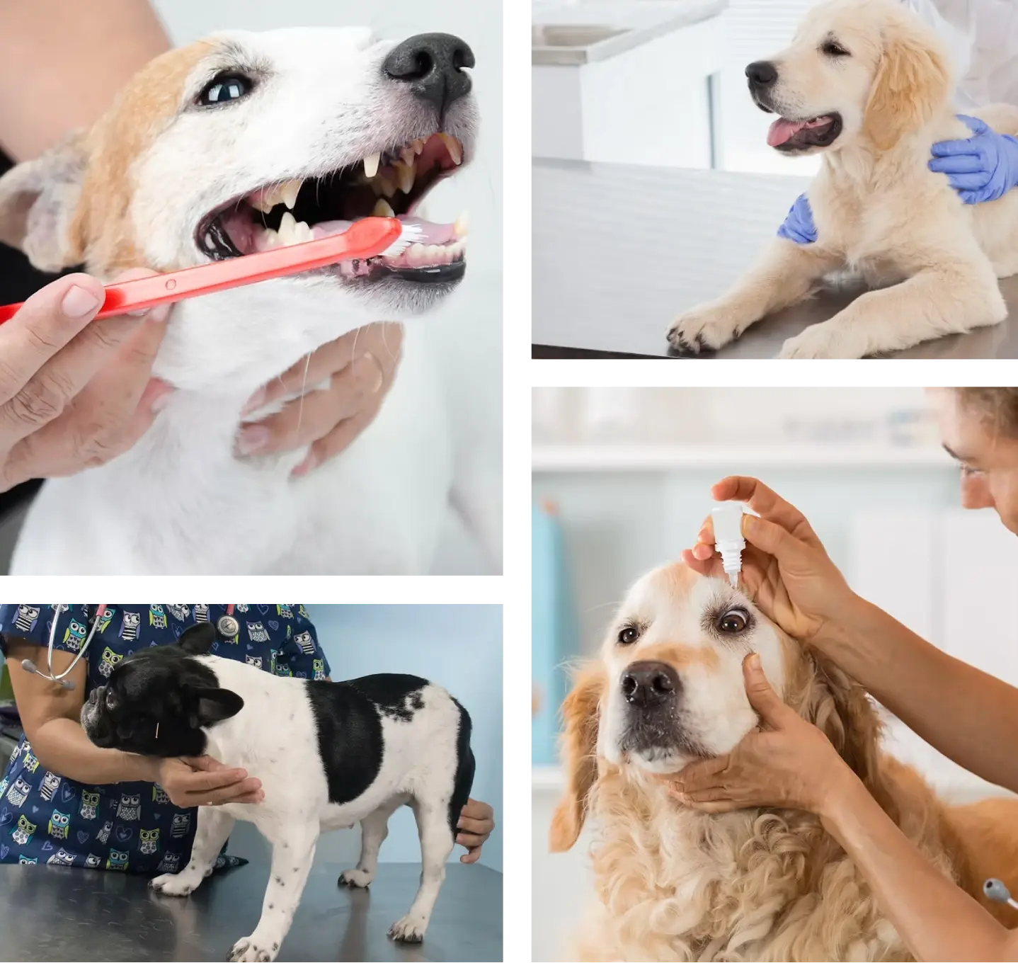 Imagem com cachorros sendo avaliados e tratados